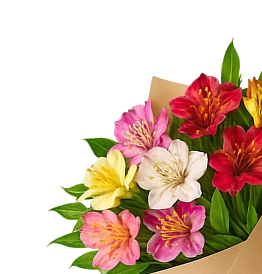 Альстромерия